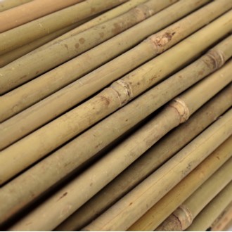 Tyczki bambusowe 60 cm 10/12 mm - 250 szt.