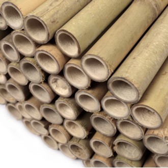 Tyczki bambusowe 240 cm 24/26 mm - 50 szt.