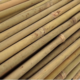 Tyczki bambusowe 150 cm 12/14 mm - 100 szt.
