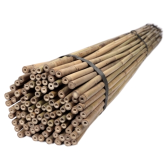 Tyczki bambusowe 150 cm 14/16 mm - 100 szt.
