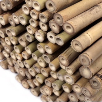 Tyczki bambusowe 150 cm 16/18 mm - 100 szt.